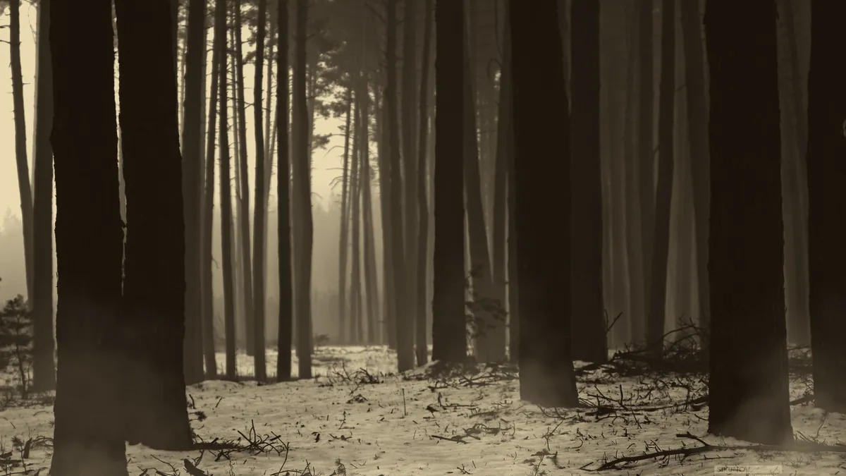 A dark, misted forest.