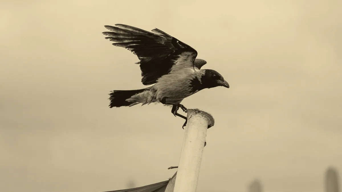 A raven, wings spread.